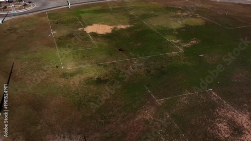 Voando para próximo a um cavalo