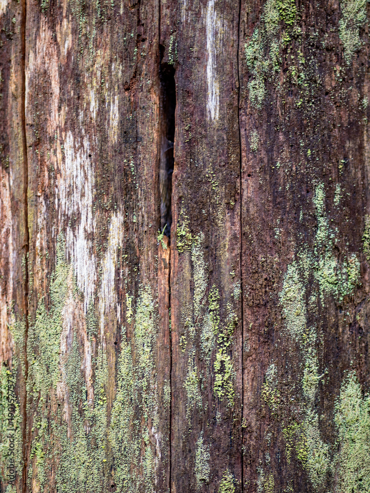 Obraz premium Abgestorbener Baum