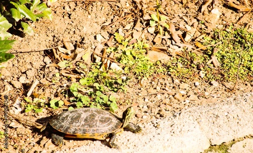 turtle on the ground