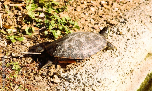 turtle on the rock