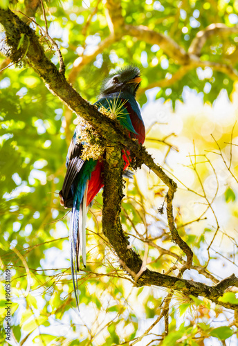 Resplendent Quetzal Perched in Cloud Forest, Volcán Panama