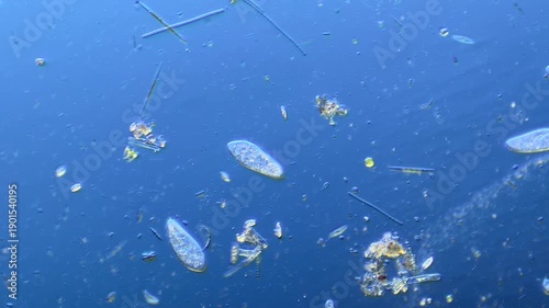 Paramecium and other microorganisms under the microscope at 100x Magnification