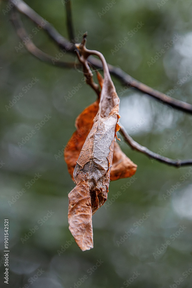 Fototapeta premium promethea moth cocoon in the winter