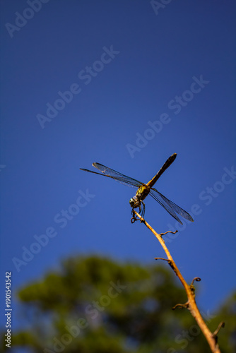 Dragonfly on a Stick