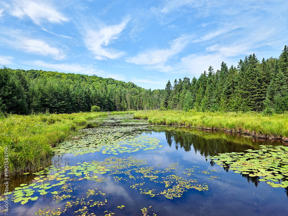 Fototapeta premium A wide wetlands stream with lily pads flowing through a lush green forest under a summer sky.