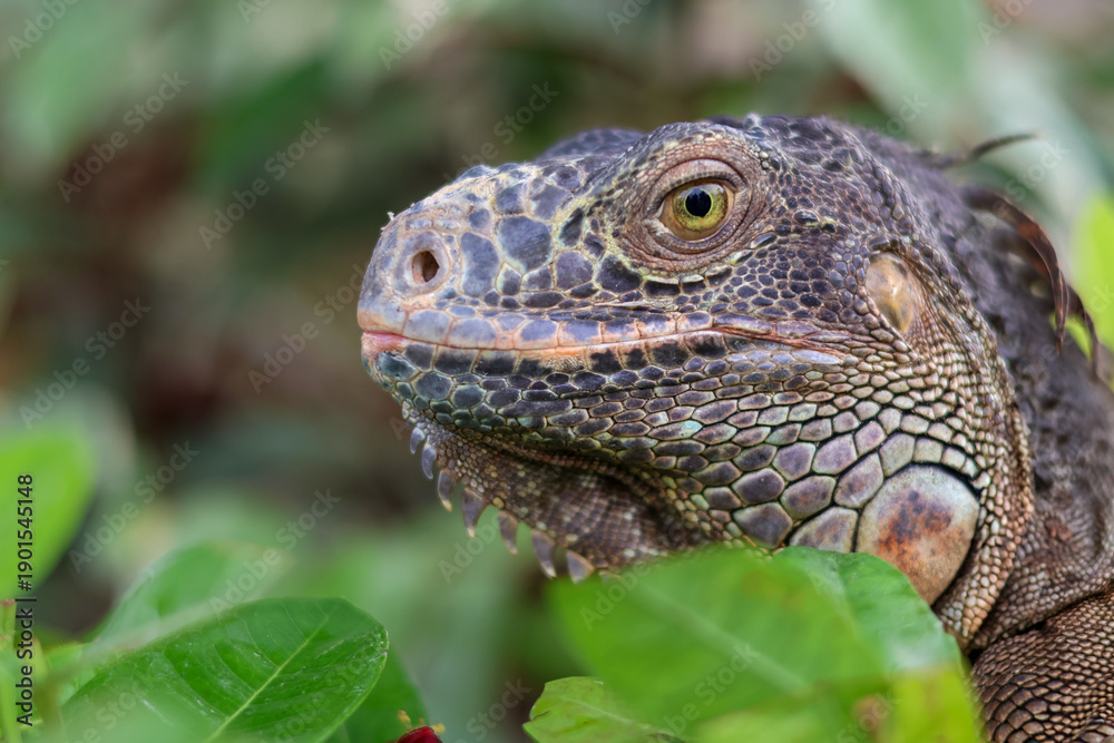 Obraz premium Close-up of a Green Iguana head nestled among lush green leaves, highlighting its intricate grey scales, sharp spines, and observant eye in a natural garden habitat.