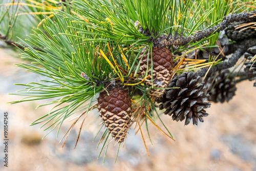 Quadro su tela pine cones looking dipped in chocolate