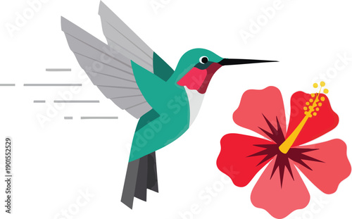 Hummingbird Drinking Nectar from Hibiscus Flower.