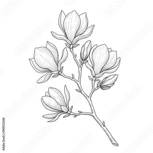 Magnolia Flower Botanical Drawing with Blooming Branch and Delicate Blossoms