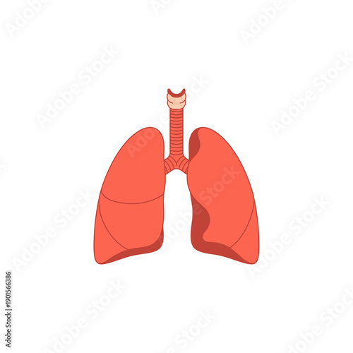 Human lungs anatomy illustration on white background.
