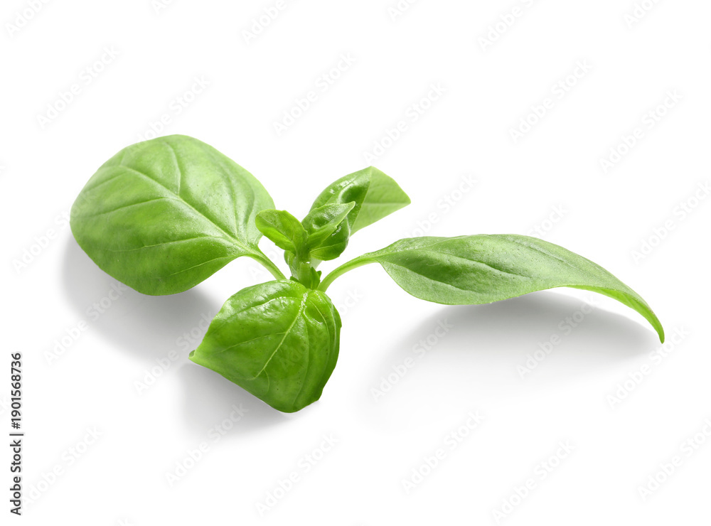 Fototapeta premium Fresh basil leaves on white background