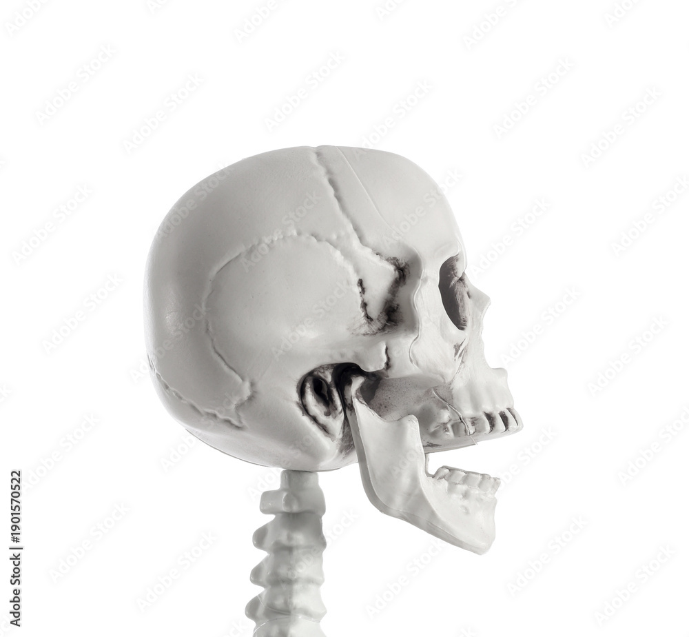Obraz premium Scary human skeleton isolated on white background