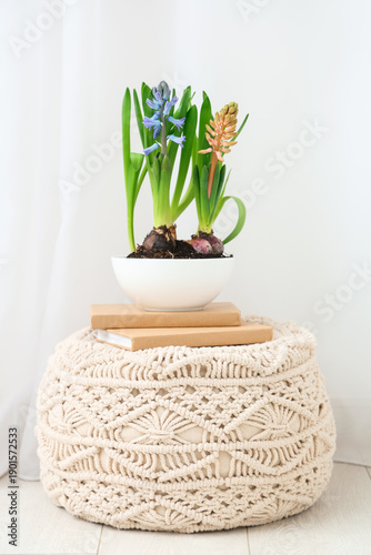 Beautiful hyacinth plants i...