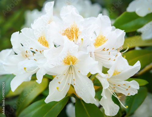 Inflorescence with white flowers of Rhododendron