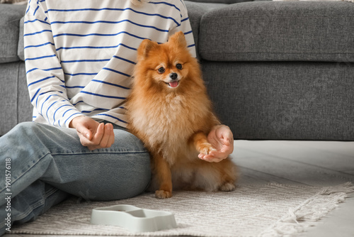 Woman feeding cute Pomerani...