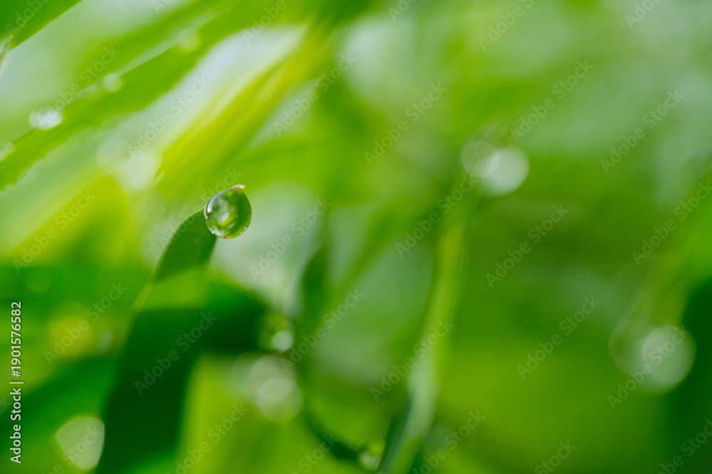Fototapeta premium Macro shot of water droplet or dew on green plant