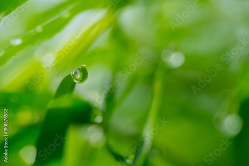 Macro shot of water droplet or dew on green plant