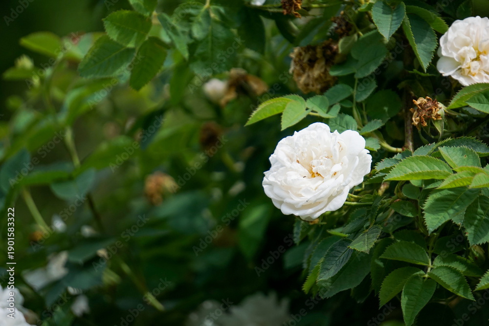 Fototapeta premium Close up roses, red rose flowers, soft summer light