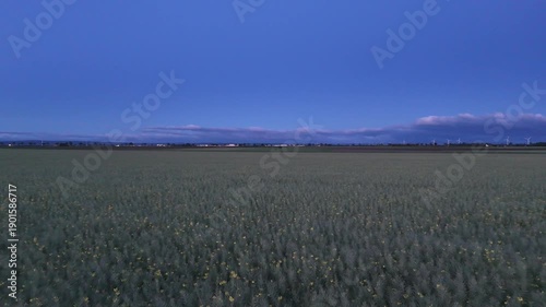 Drone Flyover Above a Rapeseed Field at Early Morning With Illuminated Industrial Buildings and Rotating Wind Turbines in the Background