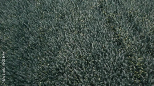 Drone Pulling Away and Gaining Altitude Over a Rapeseed Field