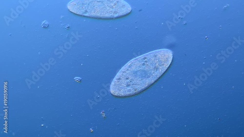 Numerous microorganisms under the microscope
