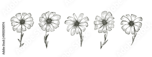 Daisy sketch of black outline ink pen chamomile flowers set. Floral hand drawn engraved gerbera isolated on white background for vintage botanical pattern design, greeting card decoration