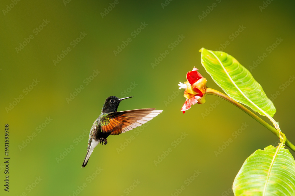 Fototapeta premium Close-up of a colorful and iridescent hummingbird in the rainforest, flying to collect nectar from a beautiful flower, against a blurred background.