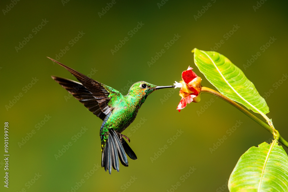 Fototapeta premium Close-up of a colorful and iridescent hummingbird in the rainforest, flying to collect nectar from a beautiful flower, against a blurred background.