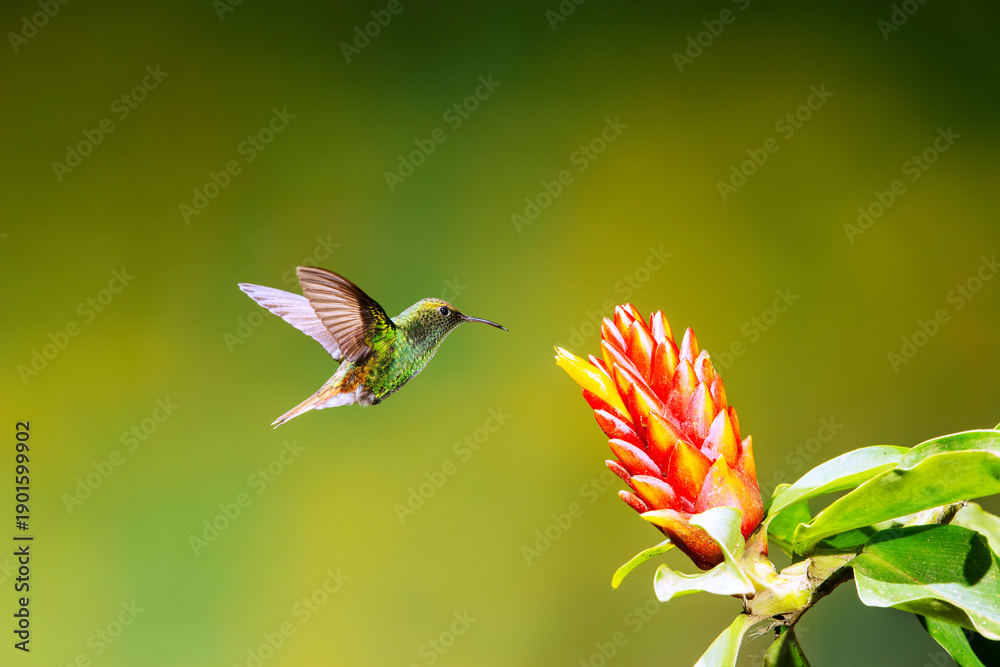 Fototapeta premium Close-up of a colorful and iridescent hummingbird in the rainforest, flying to collect nectar from a beautiful flower, against a blurred background.