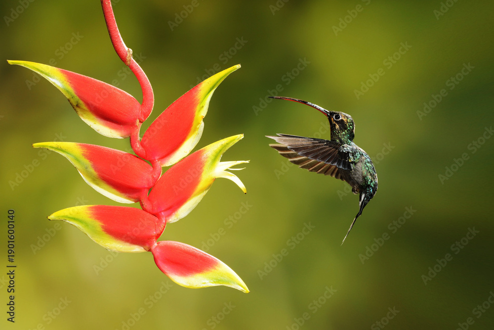 Fototapeta premium Close-up of a colorful and iridescent hummingbird in the rainforest, flying to collect nectar from a beautiful flower, against a blurred background.