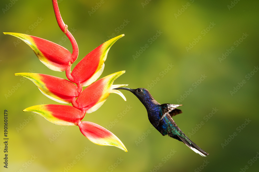 Fototapeta premium Close-up of a colorful and iridescent hummingbird in the rainforest, flying to collect nectar from a beautiful flower, against a blurred background.