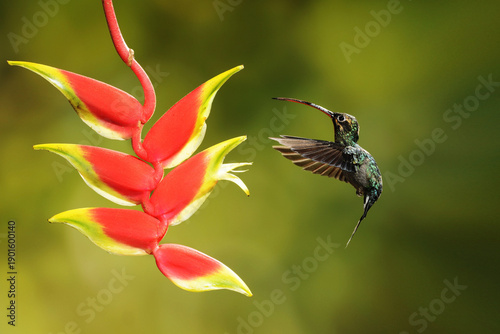 Close-up of a colorful and iridescent hummingbird in the rainforest, flying to collect nectar from a beautiful flower, against a blurred background.