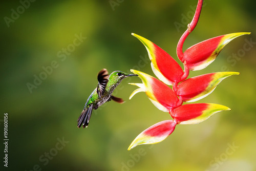 Close-up of a colorful and iridescent hummingbird in the rainforest, flying to collect nectar from a beautiful flower, against a blurred background.