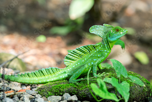 In perfect pose, Green Iguana, Green Plumed Basilisk (Basiliscus plumifrons), above on a branch in a rainy tropical climate.