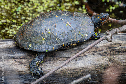 Cuadro en lienzo spotted turtle