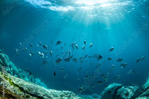 Photography School of silver fish swimming in clear blue underwater light above rocky seabed in Australia, with sun rays filtering through the ocean surface