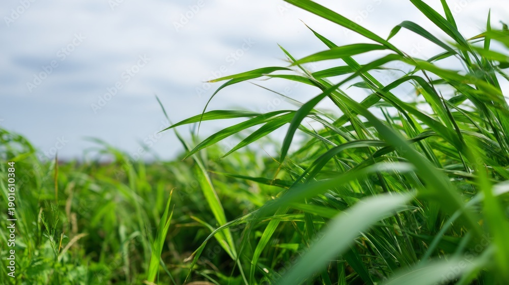 Fototapeta premium Wild Grass Bending Sharply Just Before Wind Changes Direction in Nature Scene