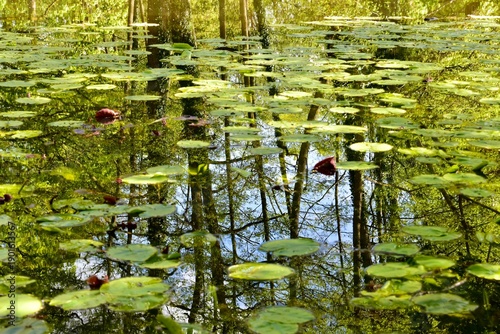 Trees and sky reflected in the pond with water lilies in spring with focus on reflection, England, UK