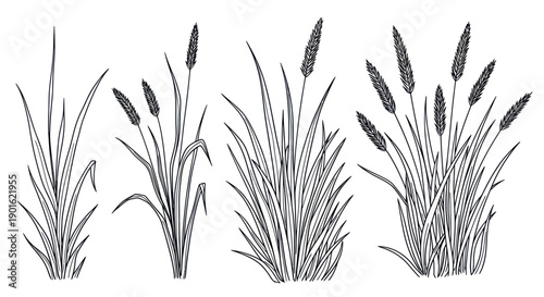 Collection of Cattail Plants in Detailed Black and White Illustration.