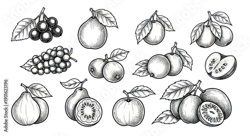 Collection of Hand Drawn Fruits and Berries Sketches.