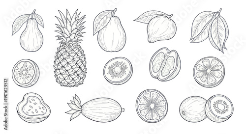 Collection of Hand Drawn Tropical Fruits and Citrus Slices.