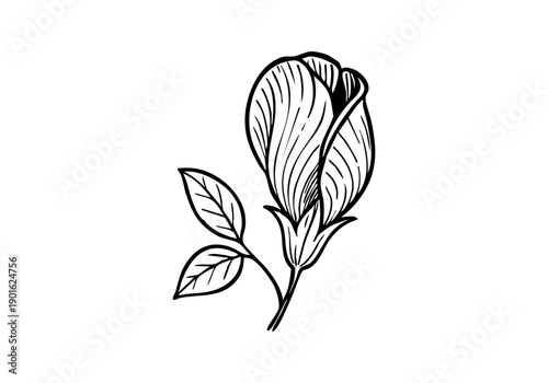 Butterfly Pea Flower Hand Drawn Illustration Vector by AZ for Books, Arts, Design and Decoration Graphic Asset