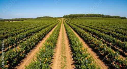 Drone shot of a vast orchard, rows of fruit trees under a blue sky