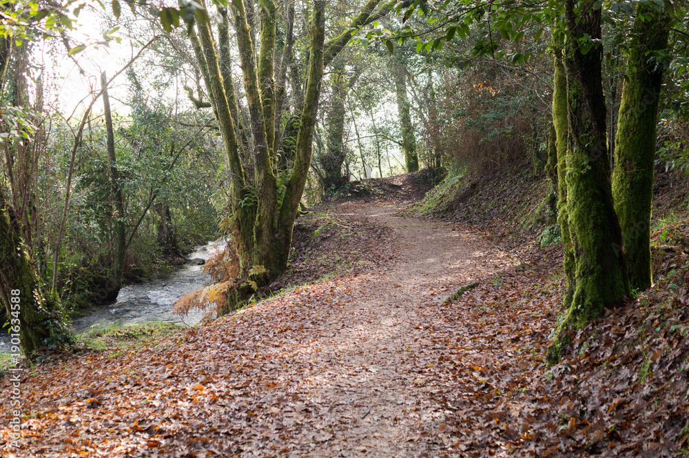 Obraz premium Beautiful natural landscape featuring a walking path, mossy trees, and a clear flowing river in the background.