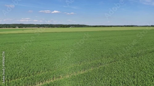 A large field of green grass with a clear blue sky in the background. The field is vast and open, with no trees or buildings in sight. Scene is peaceful and serene, with the vast expanse of grass