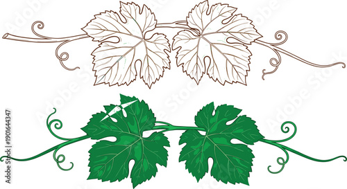 CAD Drawing Flat Vector Illustration of Decorative Grapevine Designs with Curling Tendrils, Stylized Grape Leaves in Outline and Full Color, Ornamental Botanical Concept Artwork