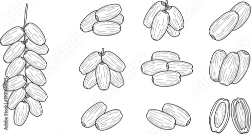 Hand Drawn Dates Fruit Set with Whole Bunch Single and Sliced Dates Vintage Botanical Engraving Line Art Vector Illustration