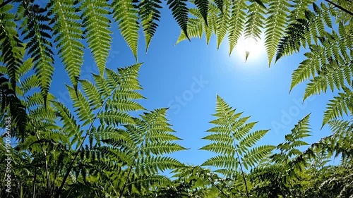 Wallpaper Mural Lush Green Ferns Against a Bright Blue Sky with Sun. Torontodigital.ca