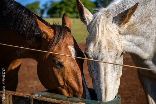 Bilde på lerret Two horses drinking water together from trough in rural farm setting, chestnut &