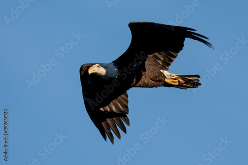 Adult Bald Eagle in Flight against a blue sky
